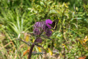A single Palamedes Swallowtail Butterfly forages on the nectar of a deep purple thistle bloom
