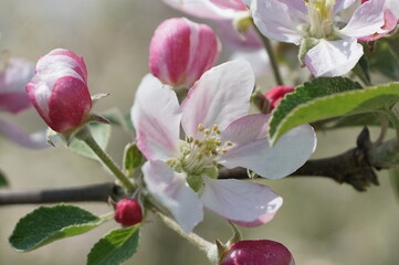 Apfelbaumblühte am Bodensee mit Bienen 