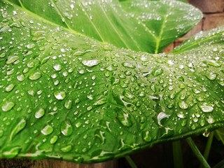 Waterdrops on taro leafs in close up