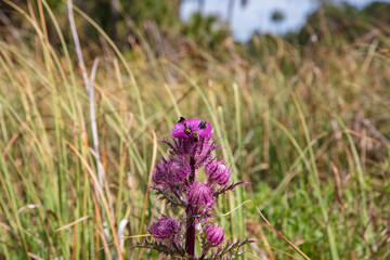 A handful of Carpenter Bees compete for the tasty nectar of a deep purple thistle