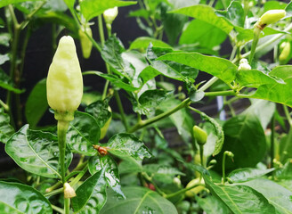 Green chili pepper growth fresh on the tree