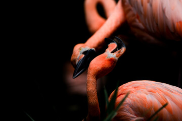 pink flamingo bird - obrazy, fototapety, plakaty
