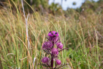 A handful of Carpenter Bees compete for the tasty nectar of a deep purple thistle
