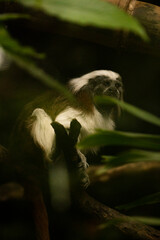 cute and exotic titi monkey of south america
