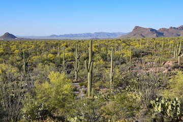 Saguaro Cacti at Saguaro National Park, Arizona, United States of America