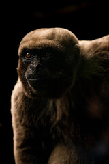 woolly monkey close up