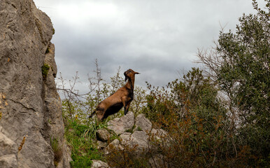 Mountain goat on a rock.