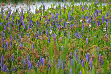 Blooming Pickeral in a tropical watery landscape