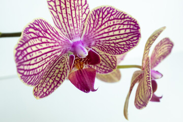 Tiger orchid flowers on white background, close up. A bloom phalaenopsis orchid for publication,...