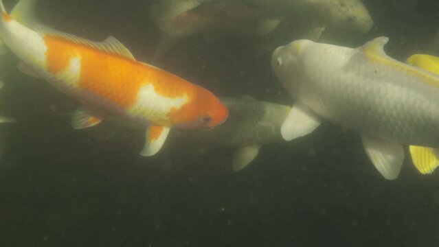 Koi fish swimming in a pond