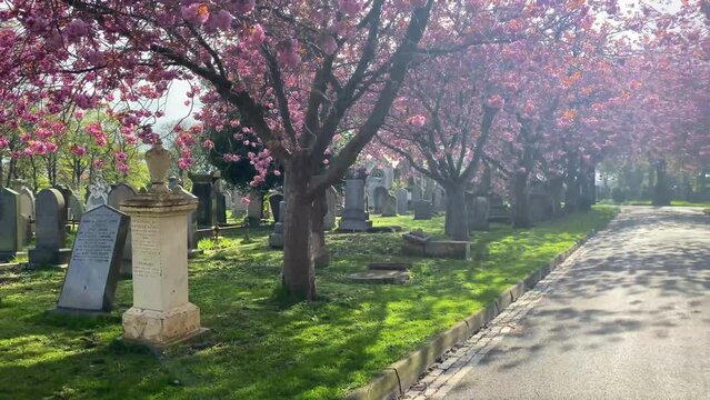 Beautiful spring cemetery with bright pink blossom trees on a bright day. Panning shot.