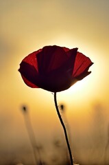 red poppy flower