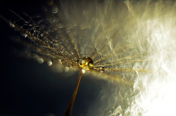 spider on the web
