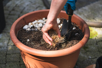 The hands of an adult woman take out last year's plants from the soil to plant new ones, spring planting flowers in an open pot in the courtyard of the house on a sunny morning, outdoor gardening