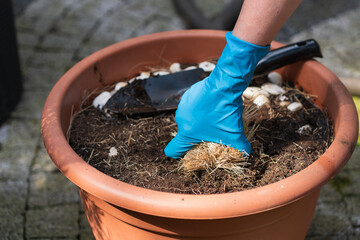 The hands of an adult woman take out last year's plants from the soil to plant new ones, spring planting flowers in an open pot in the courtyard of the house on a sunny morning, outdoor gardening