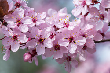 Kwitnące na różowo drzewo w okresie wiosennym - obrazy, fototapety, plakaty