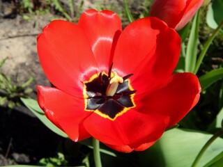 Red tulip, beautiful flower close up. - 501580610