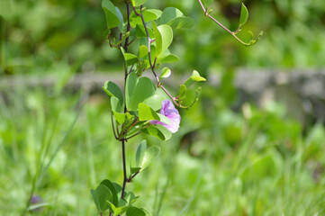 Natural Fresh Wild Flower And Leaves Hanging Of Ipomoea Pes-caprae Or Bayhops Flower On A Sunny Day