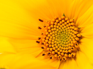 Close-up shot of a young sunflower inflorescence. The initial stage of sunflower seeds formation....