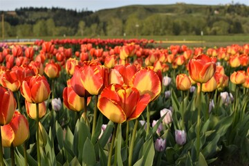 Red and yellow tulips, Woodland, Washington 