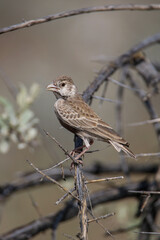 Fototapeta premium Grey-backed Sparrow-lark, Etosha National Park, Namibia