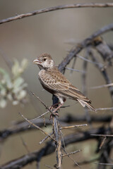 Grey-backed Sparrow-lark, Etosha National Park, Namibia