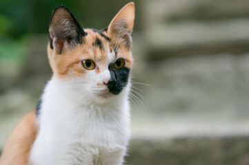 日本の神社に暮らす子猫