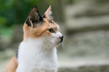 日本の神社に暮らす子猫