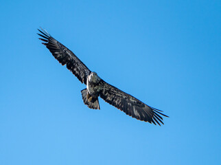 Juvenile bald eagle against the blue sky