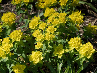 Euphorbia polychroma | Cushion spurge with cymes of gold yellow flower-heads
