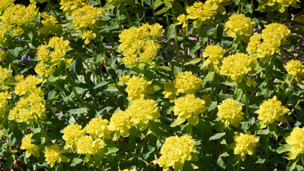 Euphorbia polychroma or Cushion spurge with yellow flowers-heads growing in a dome form cultivated as ornamental ground cover