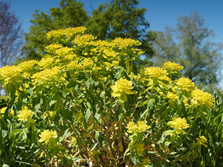Euphorbia polychroma or Cushion spurge. Green flowers surrounded by yellow bracts in terminal clusters on on erect, sturdy stems with green oblong und downy leaves stemless