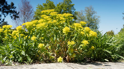 Euphorbia polychroma or Cushion spurge. Green Flowers surrounded by showy yellow bracts and...
