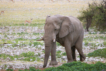 African elephant at Okaukuejo waterhole, Etosha National Park, Namibia