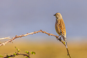 Linnet (Linaria cannabina)