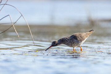 Redshank (Tringa totanus)