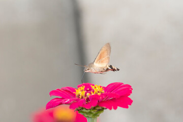 Close-up shot of a Colibri Moth (Macroglossum stellatarum) collecting nectar from flowers