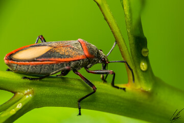 Macro insect