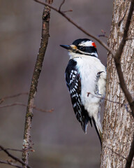 Male Hairy woodpecker (Leuconotopicus villosus) perched on a tree trunk during early spring. Selective focus, background blur and foreground blur.  
