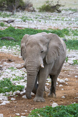 African elephant at Okaukuejo waterhole, Etosha National Park, Namibia