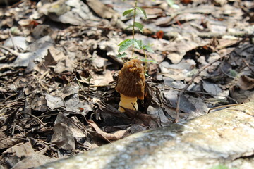 morel