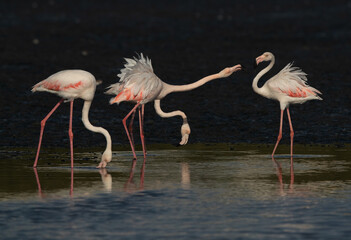 Greater Flamingos territory fight while feeding at Tubli bay, Bahrain