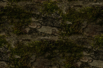 background rock, seamless forest textures. 