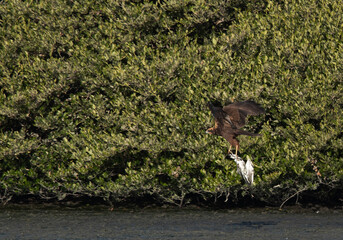 Eurasian Marsh harrier holding a gull after killing it, Bahrain