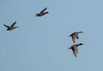 Mallard ducks flying at Asker marsh,  Bahrain