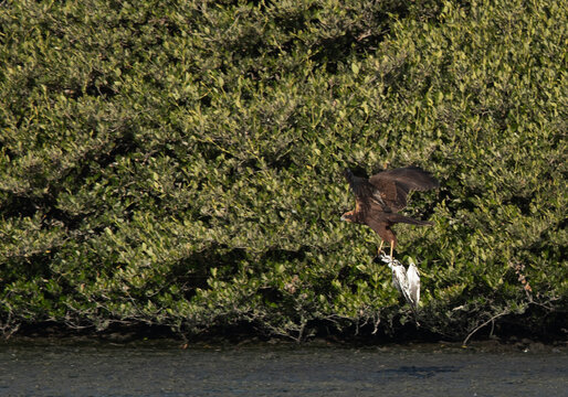 Eurasian Marsh Harrier Holding A Gull After Killing It, Bahrain