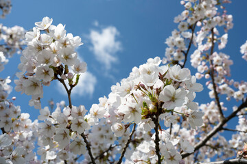 branches of cherry blossoms against the blue sky