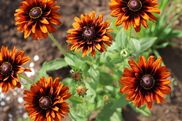 summer day. beautiful flowers bloomed in the garden.