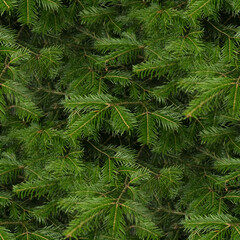 pine needles, seamless forest textures. 