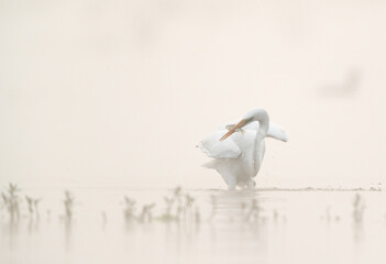 Great Egret fishing at Bhigwan bird sanctuary on foggy morning , Maharashtra